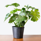 Monstera Deliciosa - House Plants Delivery Toronto - JOMO Studio