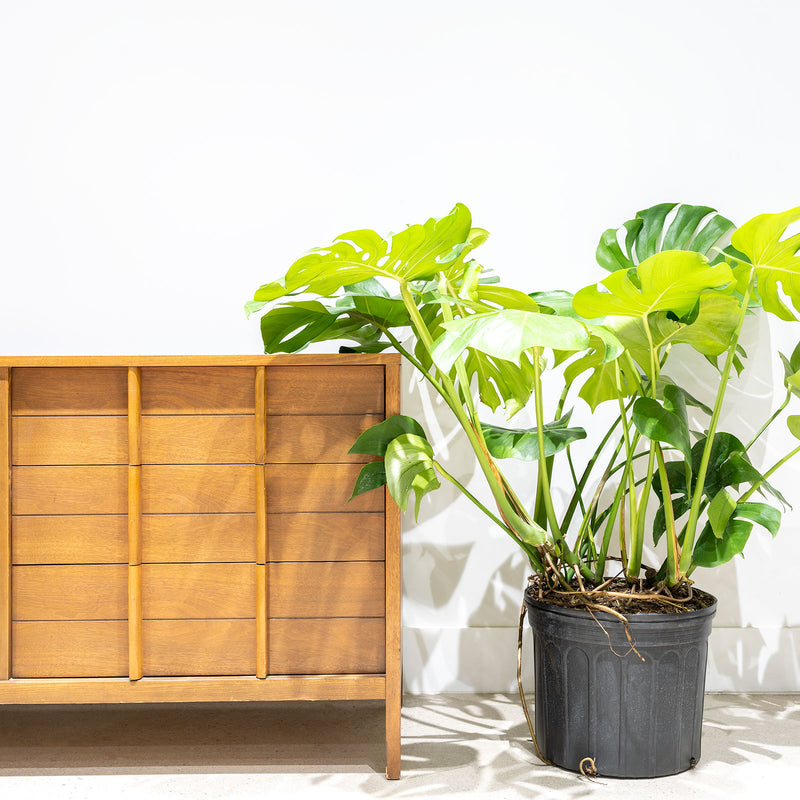 Monstera Deliciosa - House Plants Delivery Toronto - JOMO Studio