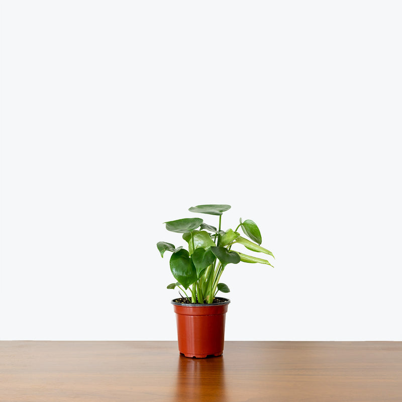 Monstera Deliciosa - House Plants Delivery Toronto - JOMO Studio