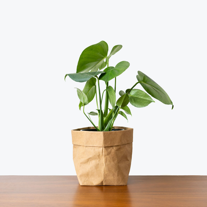 Monstera Deliciosa - House Plants Delivery Toronto - JOMO Studio