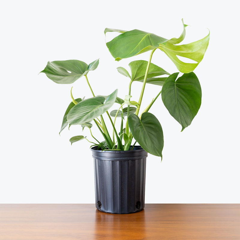 Monstera Deliciosa - House Plants Delivery Toronto - JOMO Studio