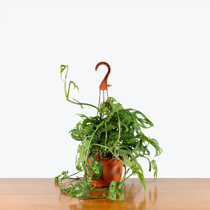 Monstera Laniata - House Plants Delivery Toronto - JOMO Studio