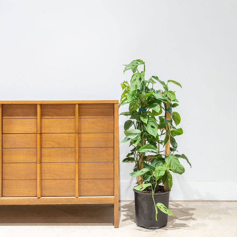 Monstera Laniata - House Plants Delivery Toronto - JOMO Studio