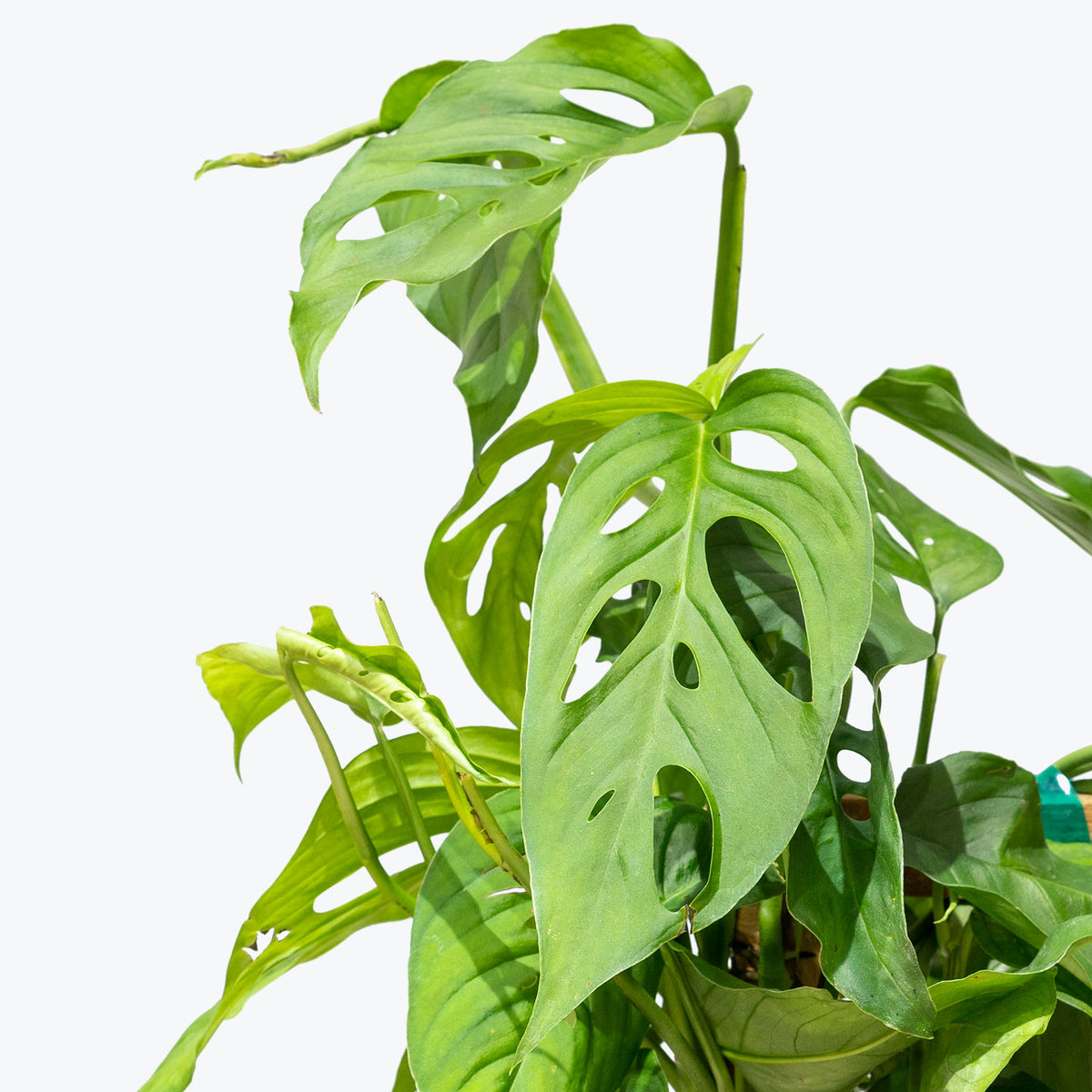 Monstera Laniata - House Plants Delivery Toronto - JOMO Studio
