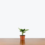 Monstera Peru — 4" Pot
