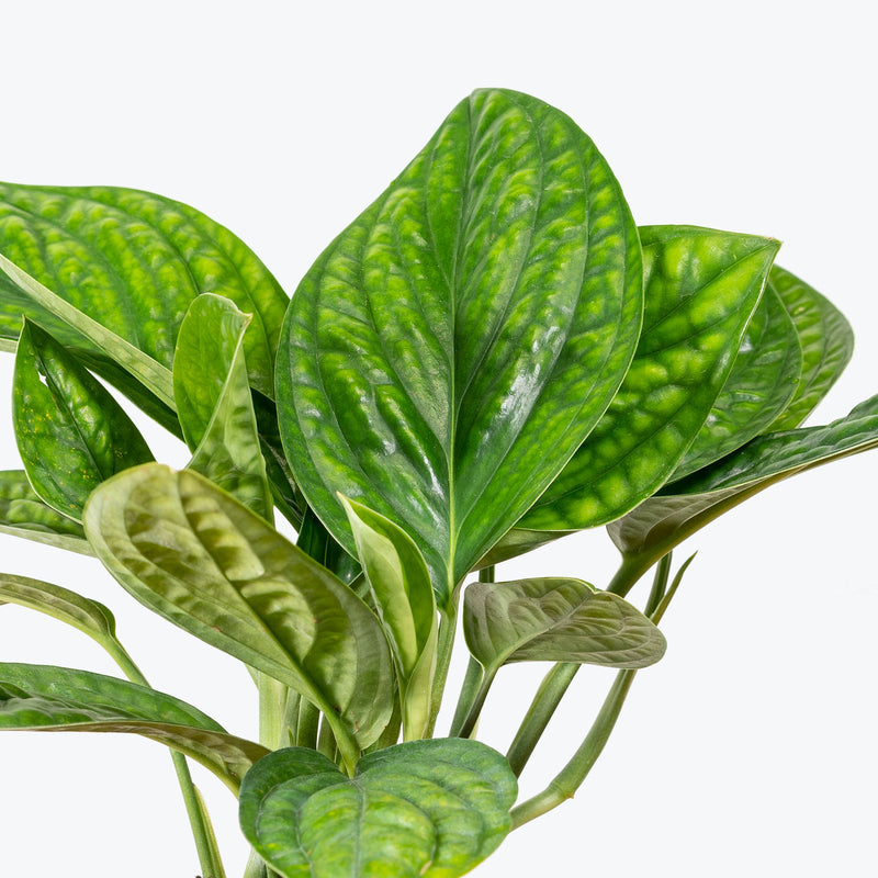 Monstera Peru | Care Guide and Pro Tips - Delivery from Toronto across Canada - JOMO Studio