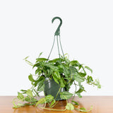 Monstera Siltepecana — 8" Hanging Basket (trailing)