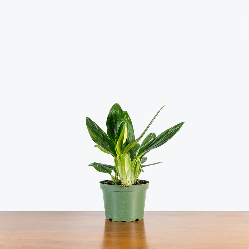 Monstera Standleyana - House Plants Delivery Toronto - JOMO Studio