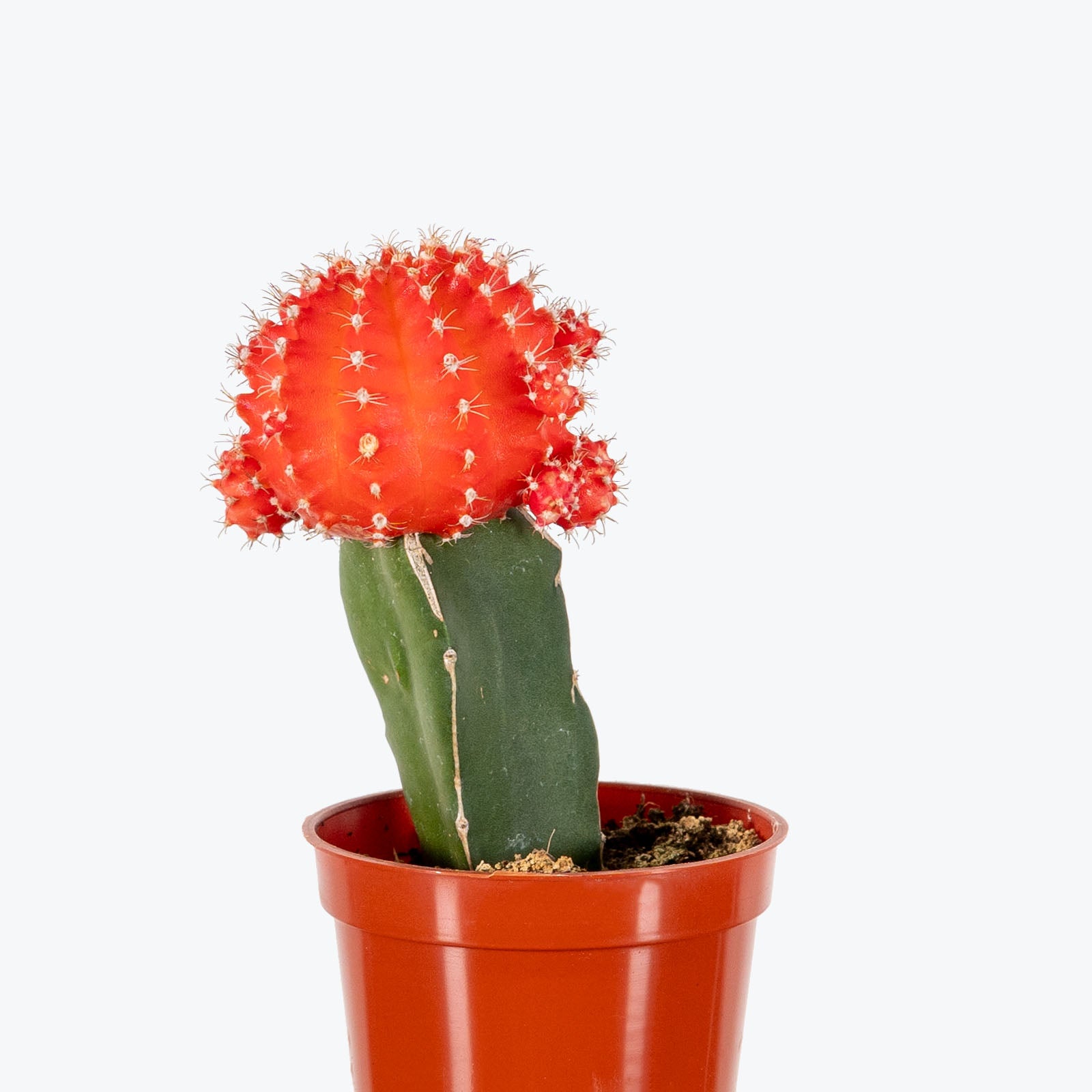 Moon Cactus - Gymnocalycium Mihanovichii - House Plants Delivery Toronto - JOMO Studio
