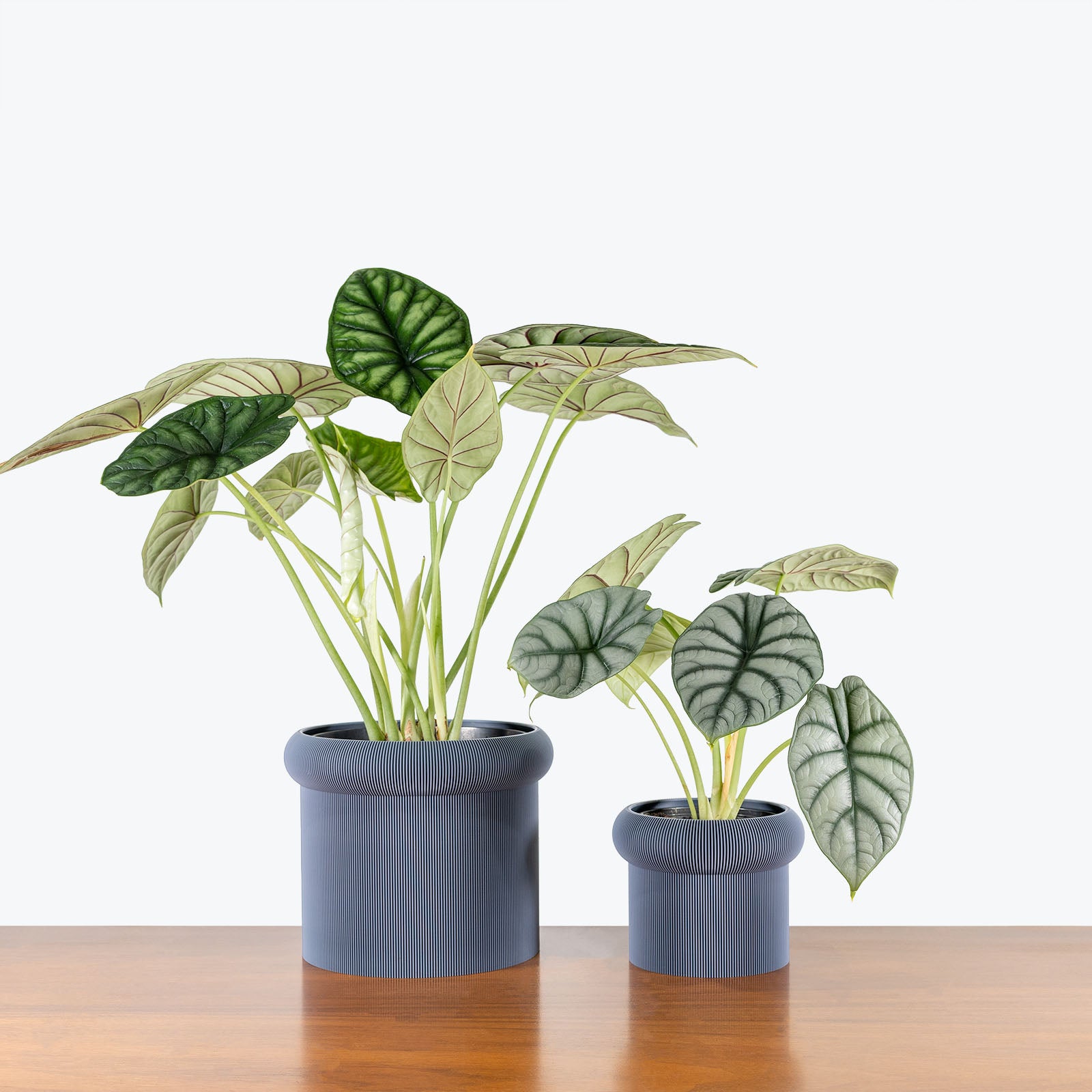 Mushroom Planter - 3D Printed Planter - House Plants Delivery Toronto - JOMO Studio #color_grey