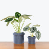 Mushroom Planter - 3D Printed Planter - House Plants Delivery Toronto - JOMO Studio