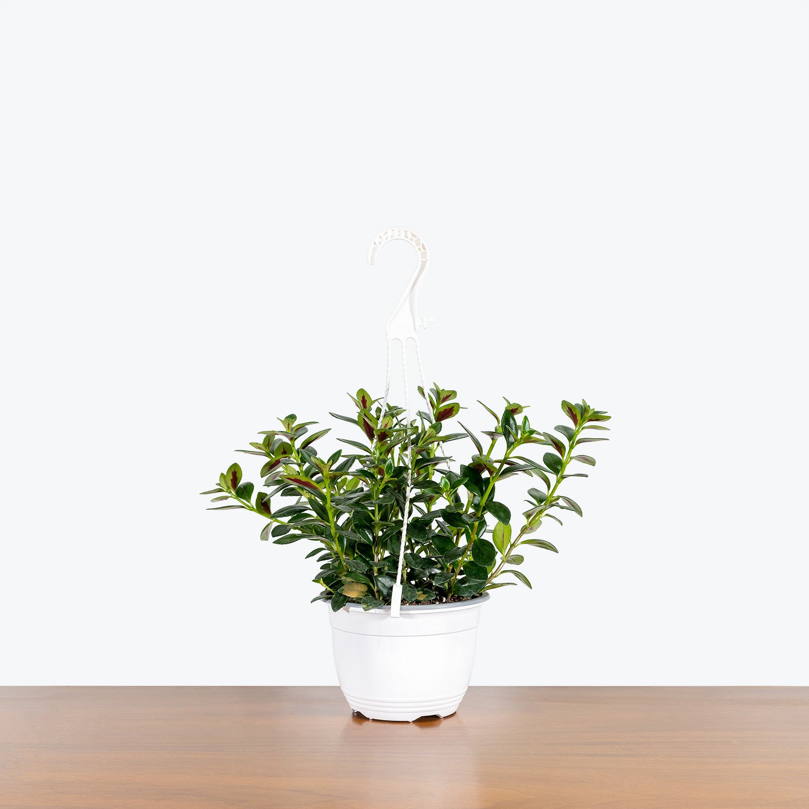 Nematanthus Marlene - House Plants Delivery Toronto - JOMO Studio