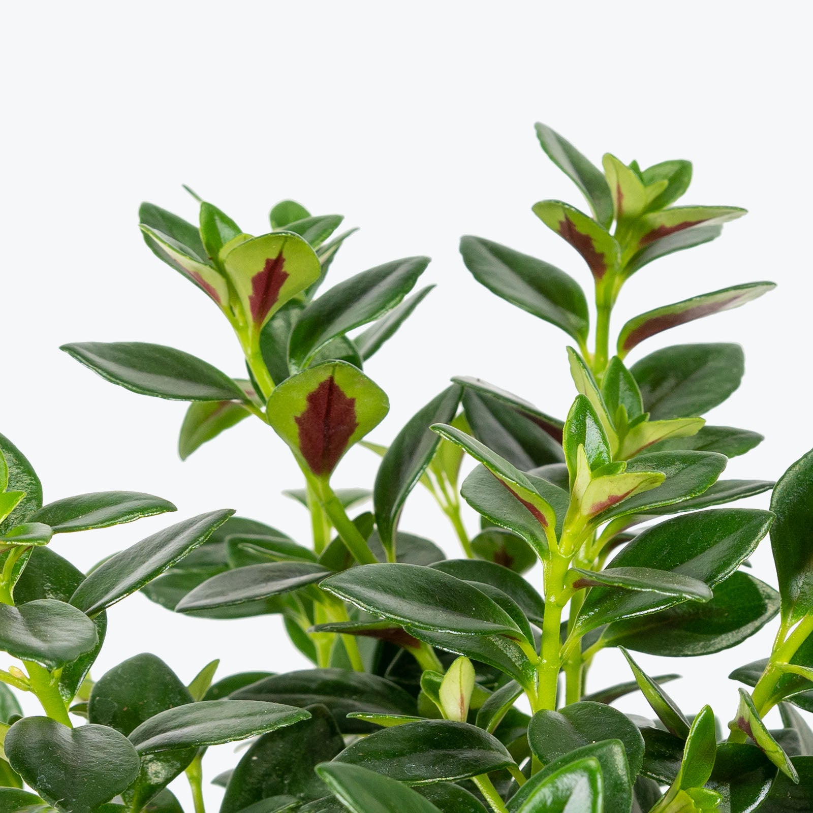 Nematanthus Marlene - House Plants Delivery Toronto - JOMO Studio