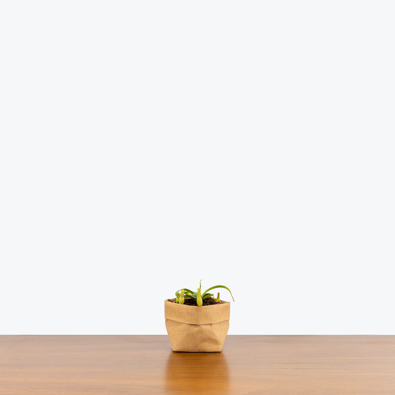 Nepenthes Pitcher Plant - House Plants Delivery Toronto - JOMO Studio