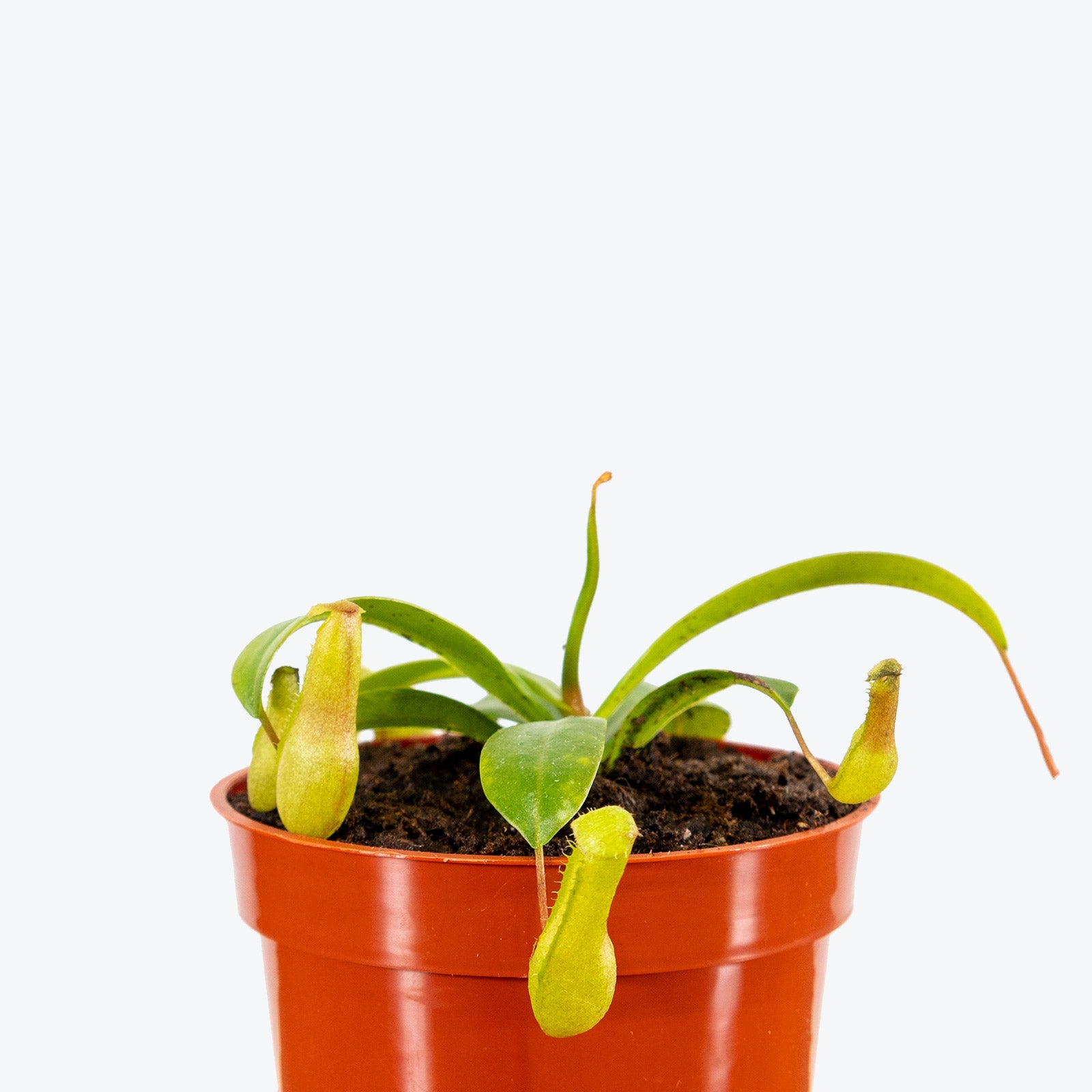 Nepenthes Pitcher Plant | Care Guide and Pro Tips - Delivery from Toronto across Canada - JOMO Studio