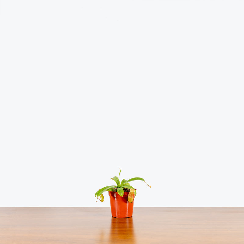 Nepenthes Pitcher Plant - House Plants Delivery Toronto - JOMO Studio