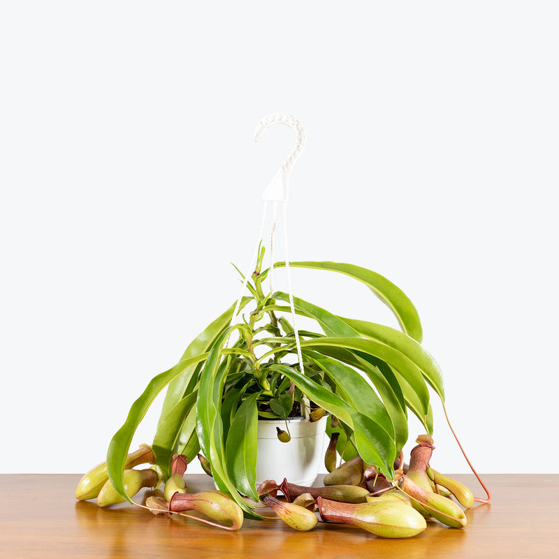 Nepenthes Pitcher Plant - House Plants Delivery Toronto - JOMO Studio