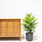 Norfolk Island Pine - Christmas Tree Alternative  - House Plants Delivery Toronto - JOMO Studio