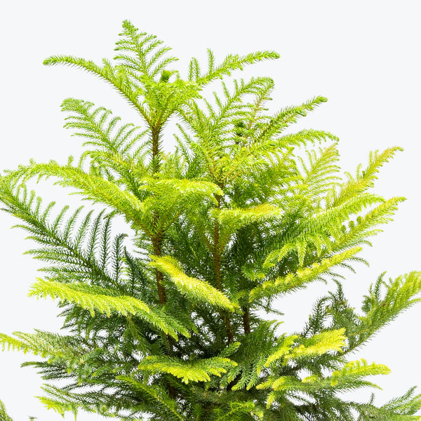 Norfolk Island Pine - Christmas Tree Alternative  - House Plants Delivery Toronto - JOMO Studio