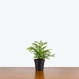 Norfolk Island Pine — 4" Pot