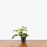 Oak Leaf Ivy - Cissus rhombifolia 'Ellen Danica' - House Plants Delivery Toronto - JOMO Studio