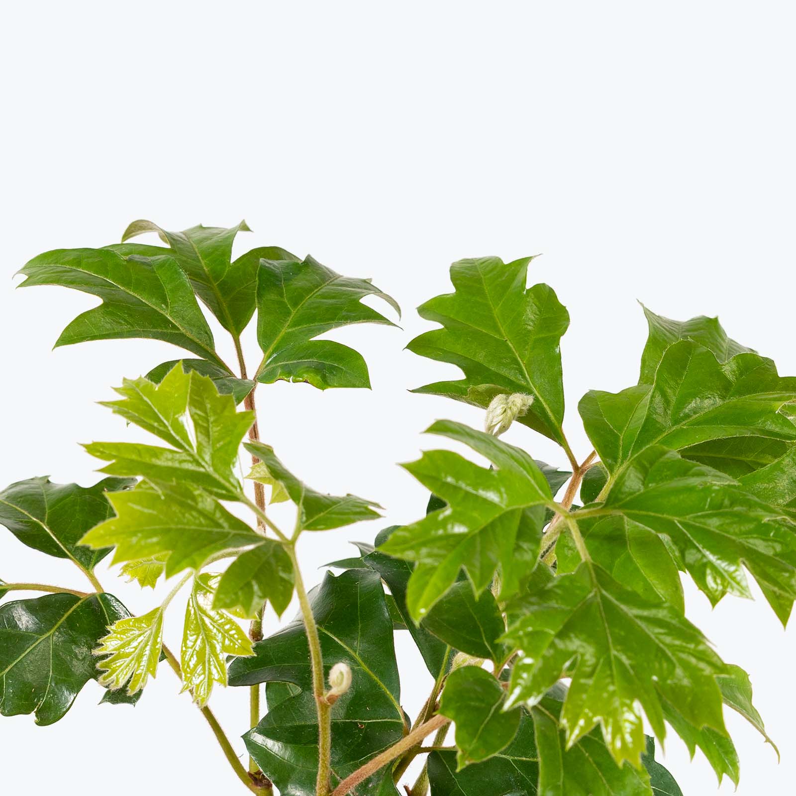 Oak Leaf Ivy - Cissus rhombifolia 'Ellen Danica' - House Plants Delivery Toronto - JOMO Studio