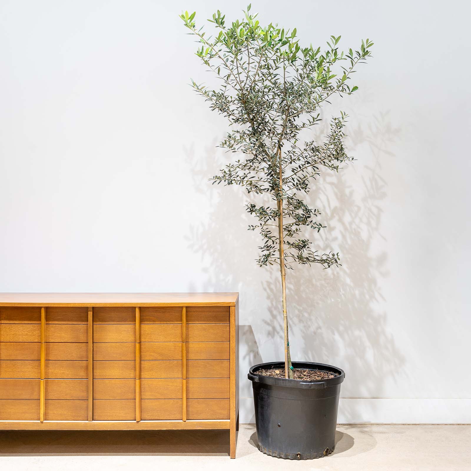 Olive Tree | Olea Europaea | Care Guide and Pro Tips - Delivery from Toronto across Canada - JOMO Studio