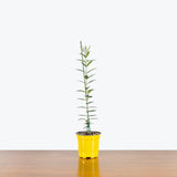 Olive Tree — 4" Pot