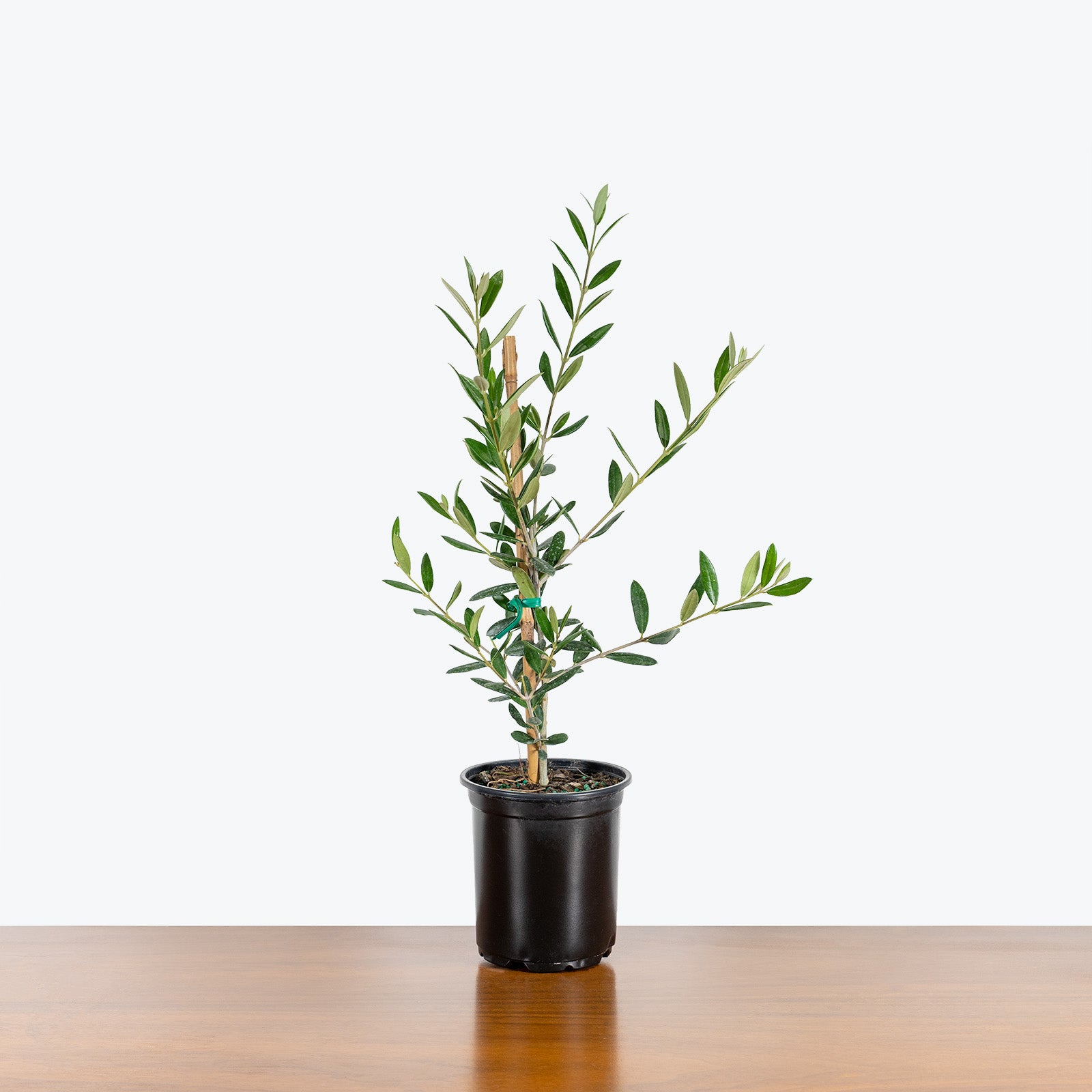 Buy Potted Olive Tree Indoor Plant