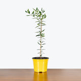 Olive Tree - Olea Europaea - House Plants Delivery Toronto - JOMO Studio