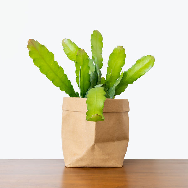 Orchid Cactus - Epiphyllum - House Plants Delivery Toronto - JOMO Studio