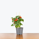 Cherry Tomato — 6" Pot