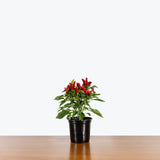 Ornamental Pepper — 4" Pot - Red