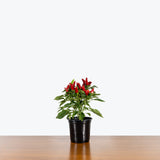 Ornamental Pepper - House Plants Delivery Toronto - JOMO Studio