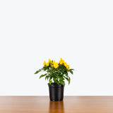 Ornamental Pepper — 4" Pot - Yellow