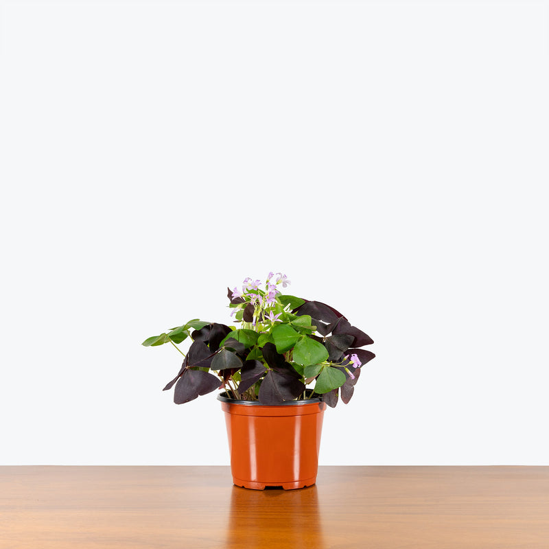 Oxalis Triangularis - House Plants Delivery Toronto - JOMO Studio