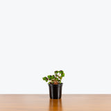 Oxalis Triangularis — 4" Pot - Iron Cross
