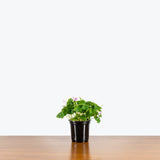 Oxalis Triangularis — 4" Pot - Green