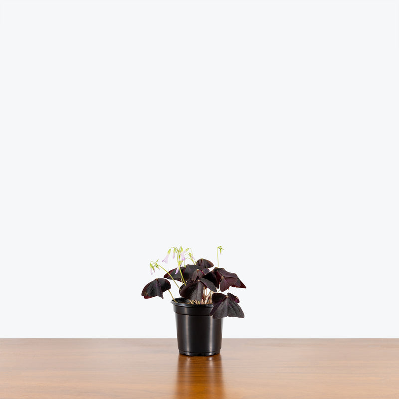 Oxalis Triangularis Purple - House Plants Delivery Toronto - JOMO Studio