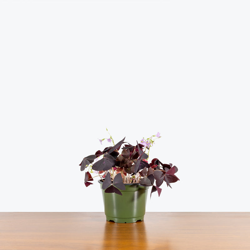 Oxalis Triangularis Purple - House Plants Delivery Toronto - JOMO Studio