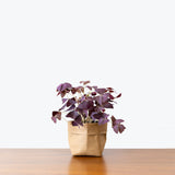 Oxalis Triangularis Purple - House Plants Delivery Toronto - JOMO Studio