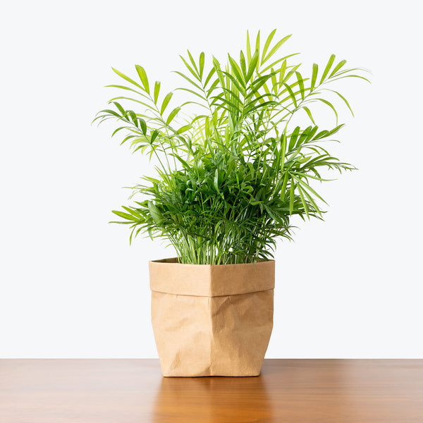 Parlor Palm - House Plants Delivery Toronto - JOMO Studio