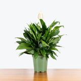 Peace Lily — 6" Pot