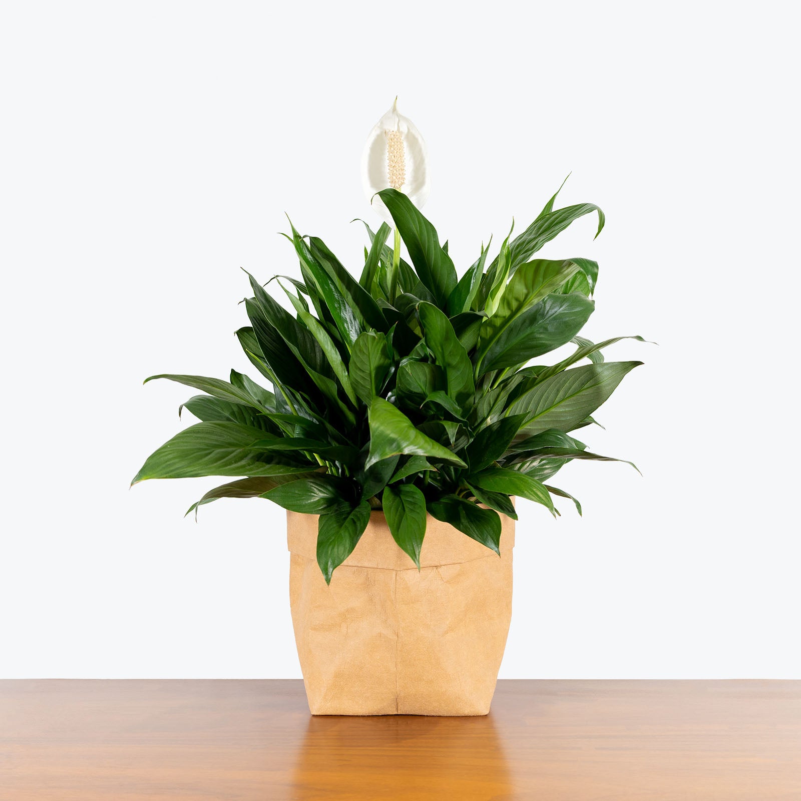 Peace Lily - Spathiphyllum  - House Plants Delivery Toronto - JOMO Studio