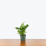 Peace Lily Domino — 4" Pot