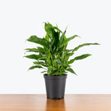 Peace Lily Domino — 6" Pot