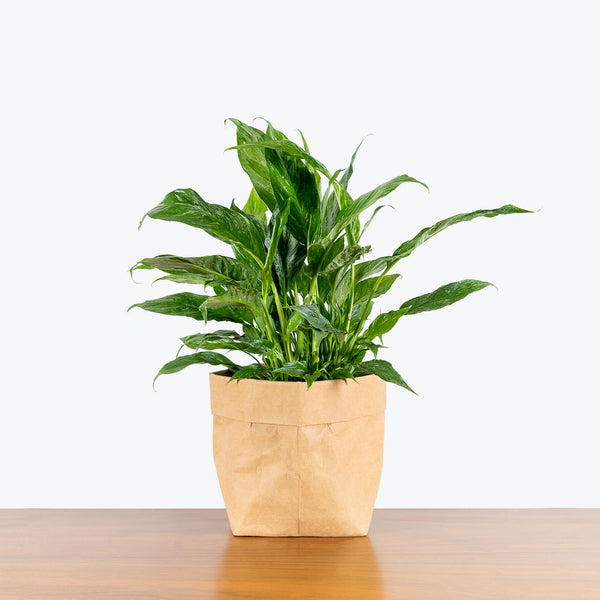 peace lily toronto Peace Lily Domino - Spathiphyllum - House Plants Delivery Toronto
