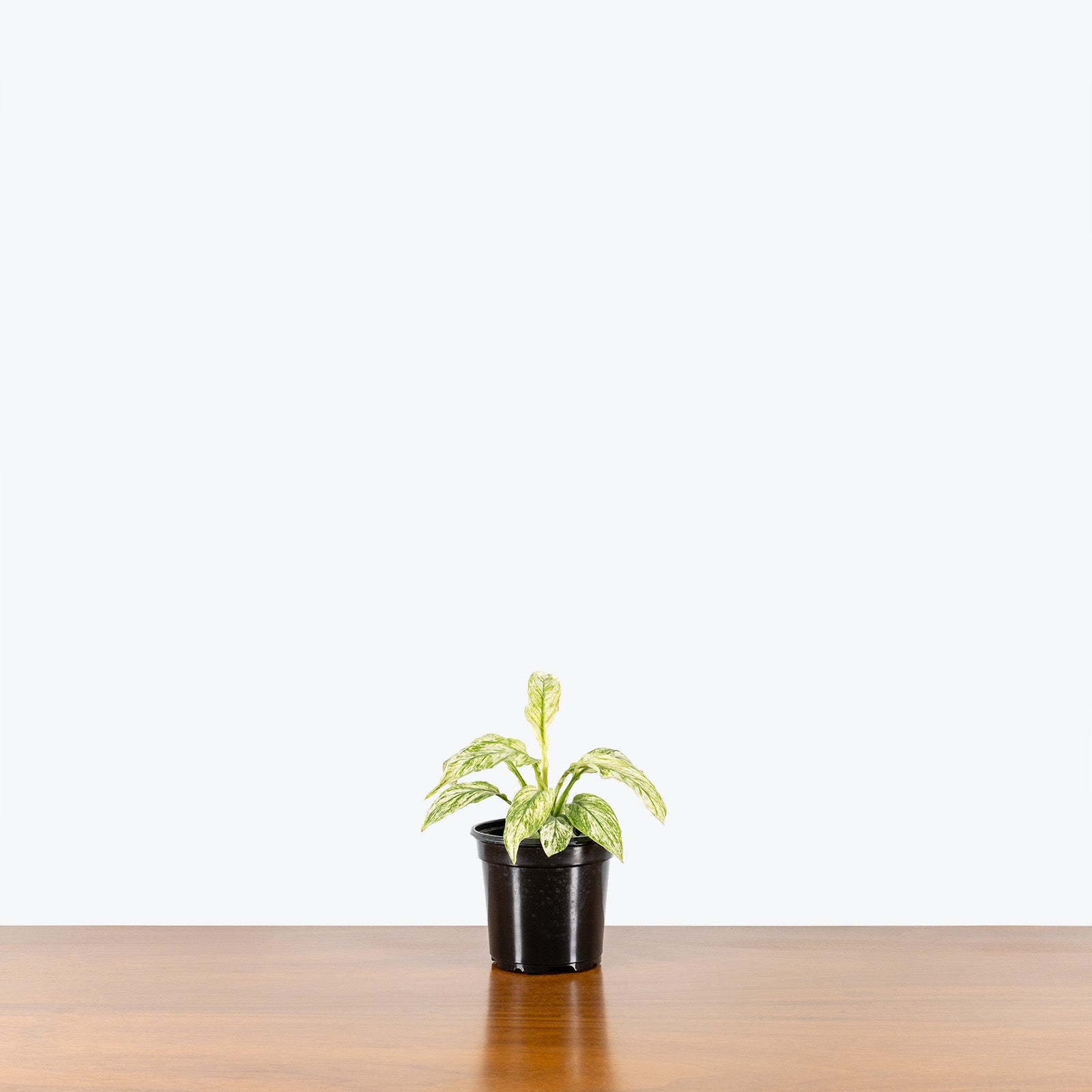 Peace Lily Jessica - Spathiphyllum  - House Plants Delivery Toronto - JOMO Studio