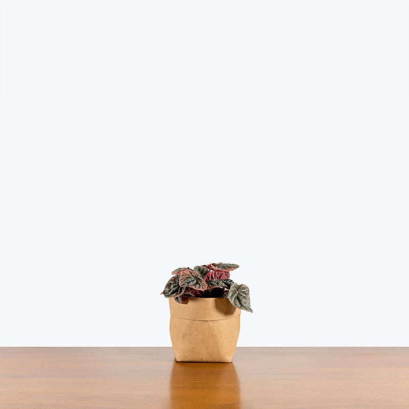 Peperomia Abricos - House Plants Delivery Toronto - JOMO Studio