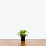Peperomia Amigo Marcello — 4" Pot (smaller than picture)